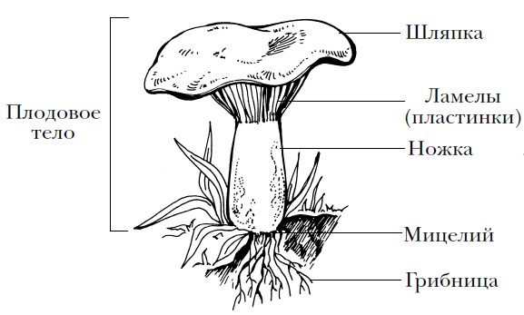 Исследовательская работа по теме Изучение видового состава грибов.