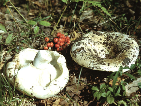 Исследовательская работа по теме Изучение видового состава грибов.