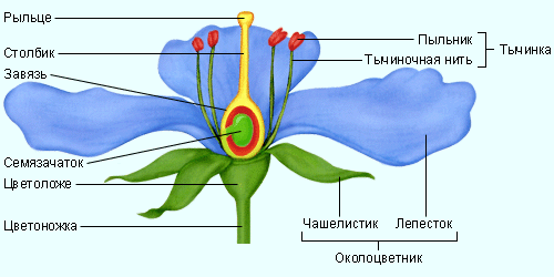 Учебное пособие по биологии Цветок, плод, семя