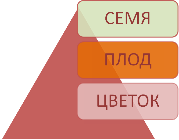 Учебное пособие по биологии Цветок, плод, семя