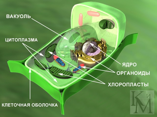 Метод проектов в дистанционном образовании