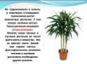 «Путешествие с комнатными растениями» Экологический устный журнал