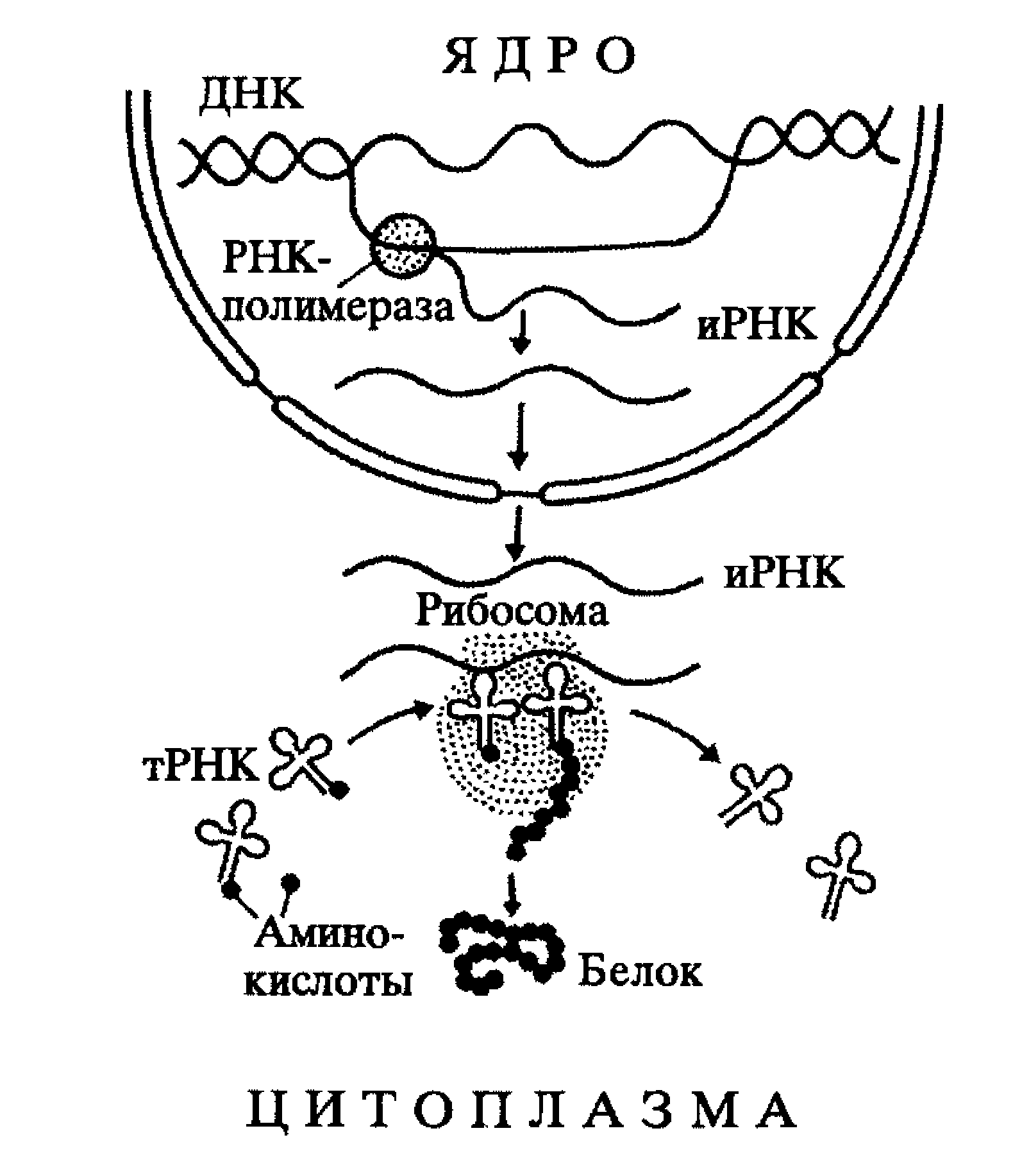 4 этапы синтеза белка. Трансляция Биосинтез белка схема. Биосинтез белка схема. Схема процесса транскрипции Биосинтез белка. Схема биосинтеза белка в живой клетке.