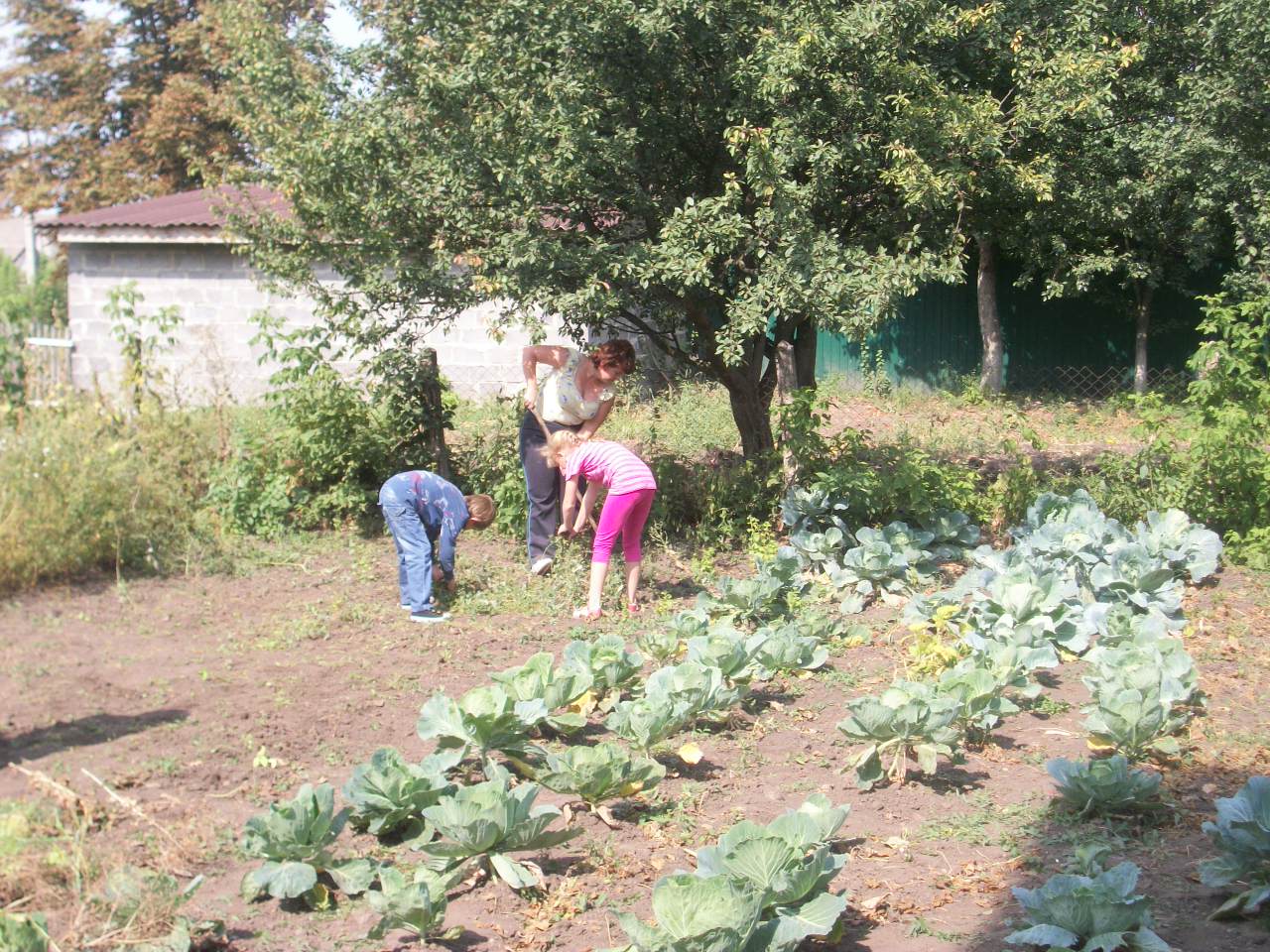 Социальный проект Школьный огород
