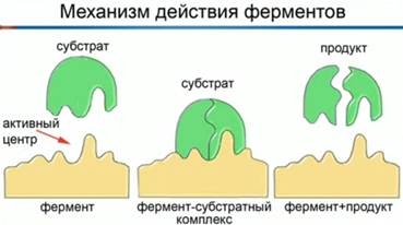 Уроки биологии 10 класс, 1 четверть