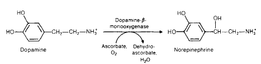 FUNCTIONS OF BIOGENIC AMINES. AMMONIA FORMATION IN THE ORGANISM AND THE PATH OF ITS NEUTRALIZATION.