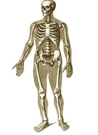 Кроссворд по биологии 9 класс «Скелет человека»