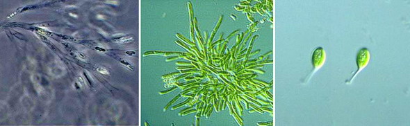 План-конспект урока на тему: Одноклеточные водоросли