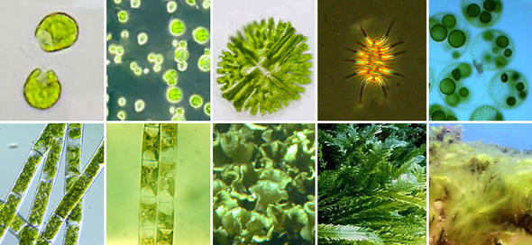 План-конспект урока на тему: Одноклеточные водоросли