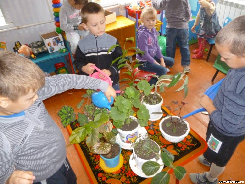 Конспект занятий по экологическому воспитанию Знакомство с комнатным растением.