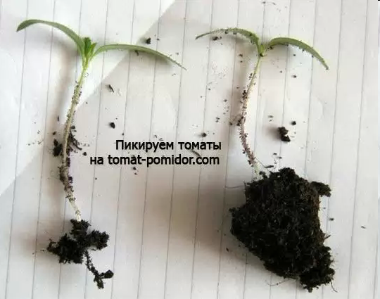 Открытый урок «Пикировка сеянцев томата и перца»