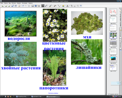 Урок окружающего мира Разнообразие растений на Земле