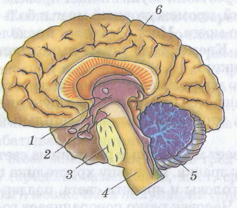 Ковид головного мозга. Структуры головного мозга биология 8 класс. Головной мозг биология 8 класс. Строение головного мозга биология 8. Отделы головного мозга рисунок 8 класс биология.