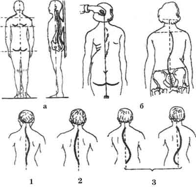 Практические работы по анатомии для студентов 2 курса