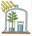 Урок биологии для 6 класса по теме «Испарение воды листьями»
