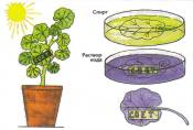 Урок биологии для 6 класса по теме «Испарение воды листьями»