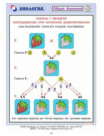 Законы Г. Менделя, их статистический характер и цитологические основы