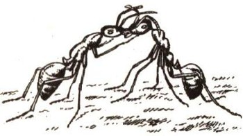 Методическая разработка «Все о муравьях»