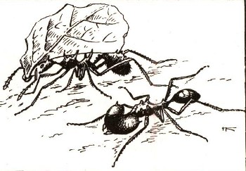 Методическая разработка «Все о муравьях»