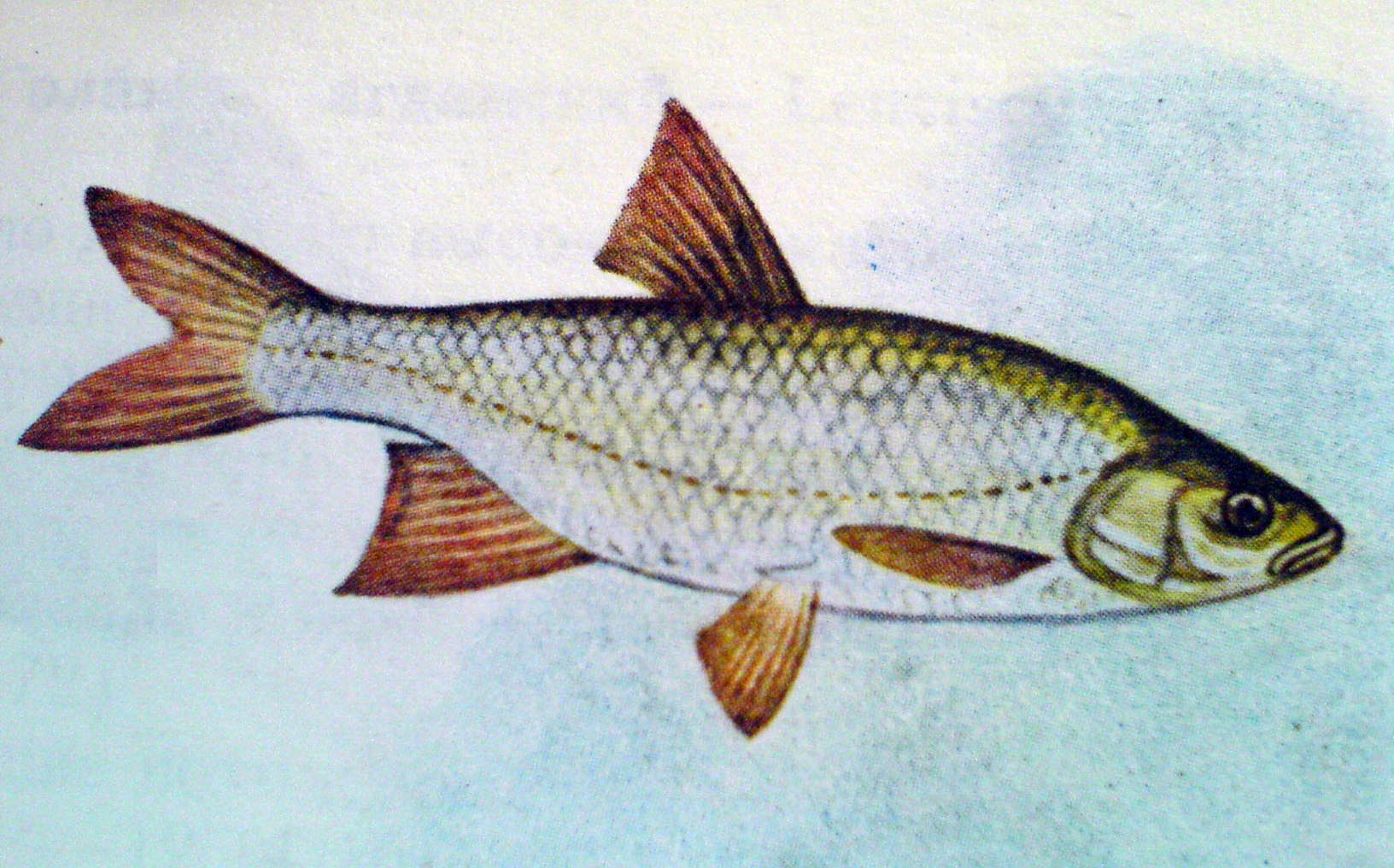 Рыбы (биология)