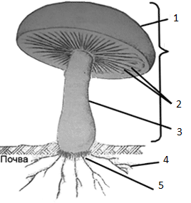 Разработка урока биологии Шляпочные грибы (5 класс).