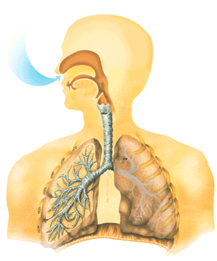 Урок біології 9 клас Значення дихання. Будова і функції органів дихання