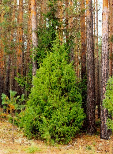 Проект Редкие и охраняемые растения Сухоложского района