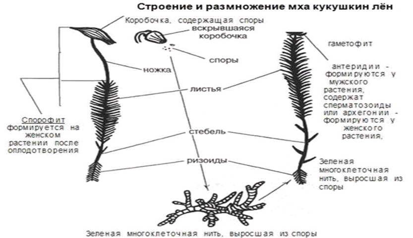 Ризоиды на рисунке