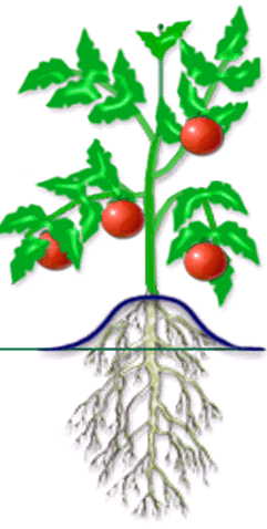 Томат растение биология. Корневая система томата рисунок. Куст помидоры с корневой системой. Растение томата с корнем. Корень помидора.