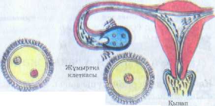 Урок на тему Жасушаның құрылымы