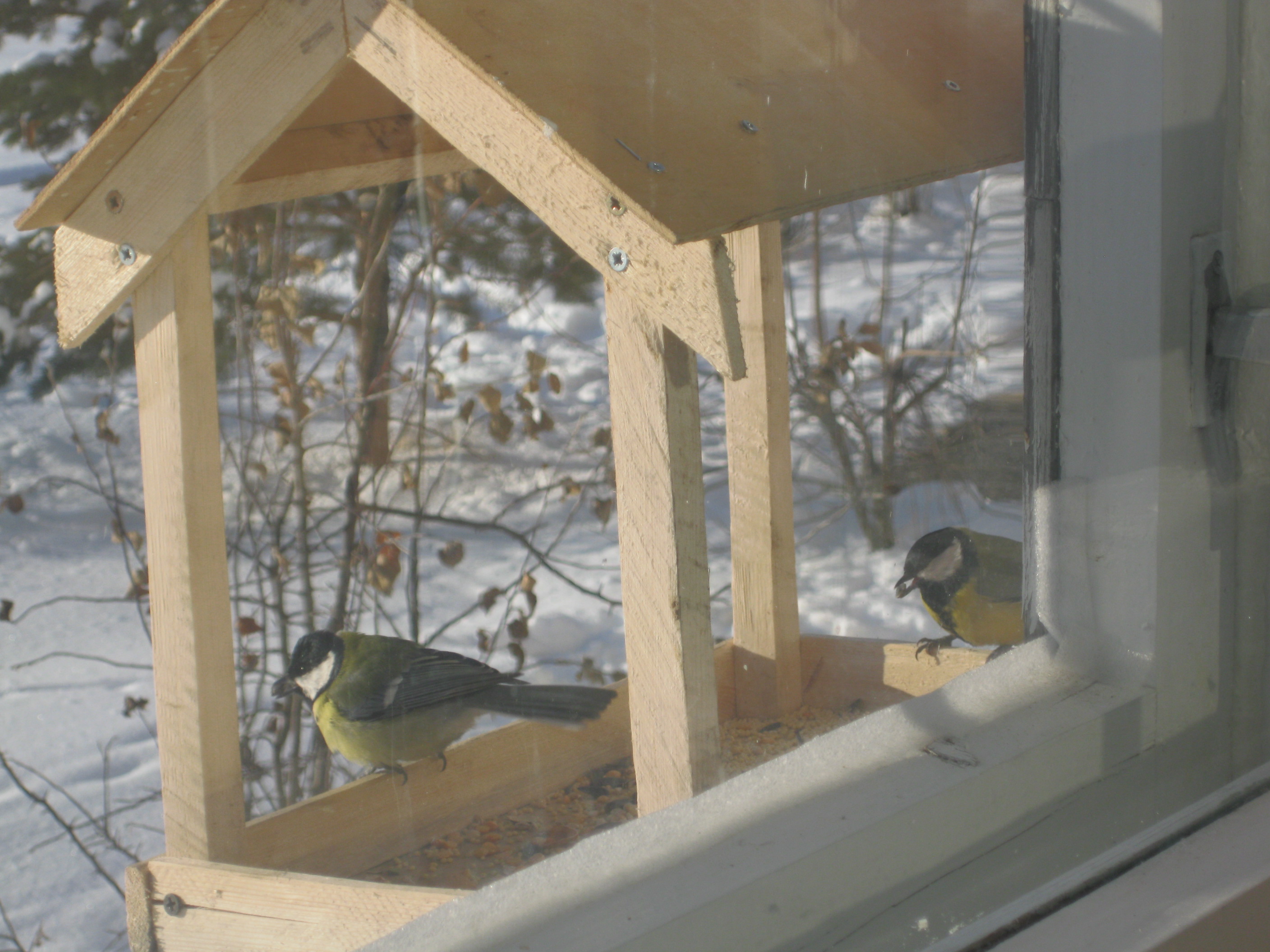 Акция Покормите птиц зимой