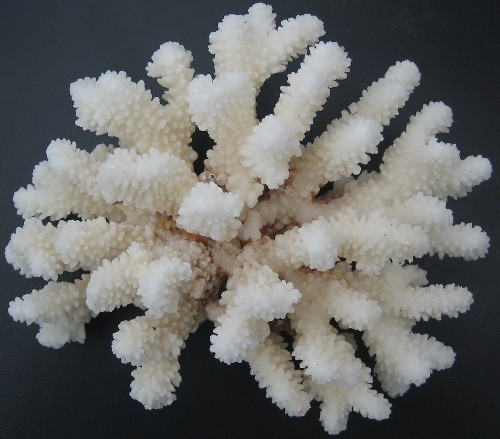 Скелет коралла. Белый коралл Санго. Известковые кораллы. Коралл Кристалл. Кораллы сухие белые.