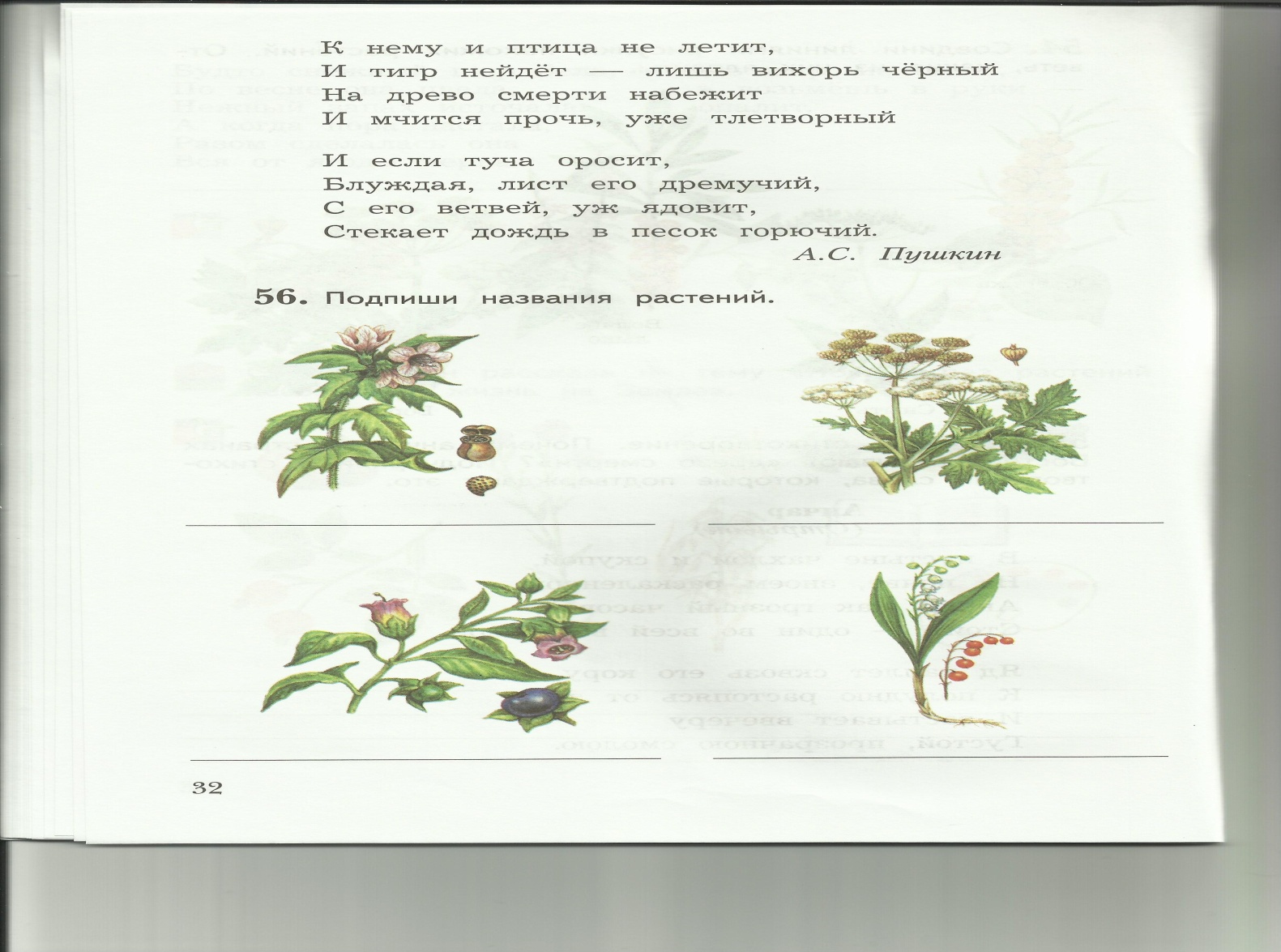 Рабочая тетрадь по курсу Мир растенийдля 8 класса школы 8 вида спецкласс