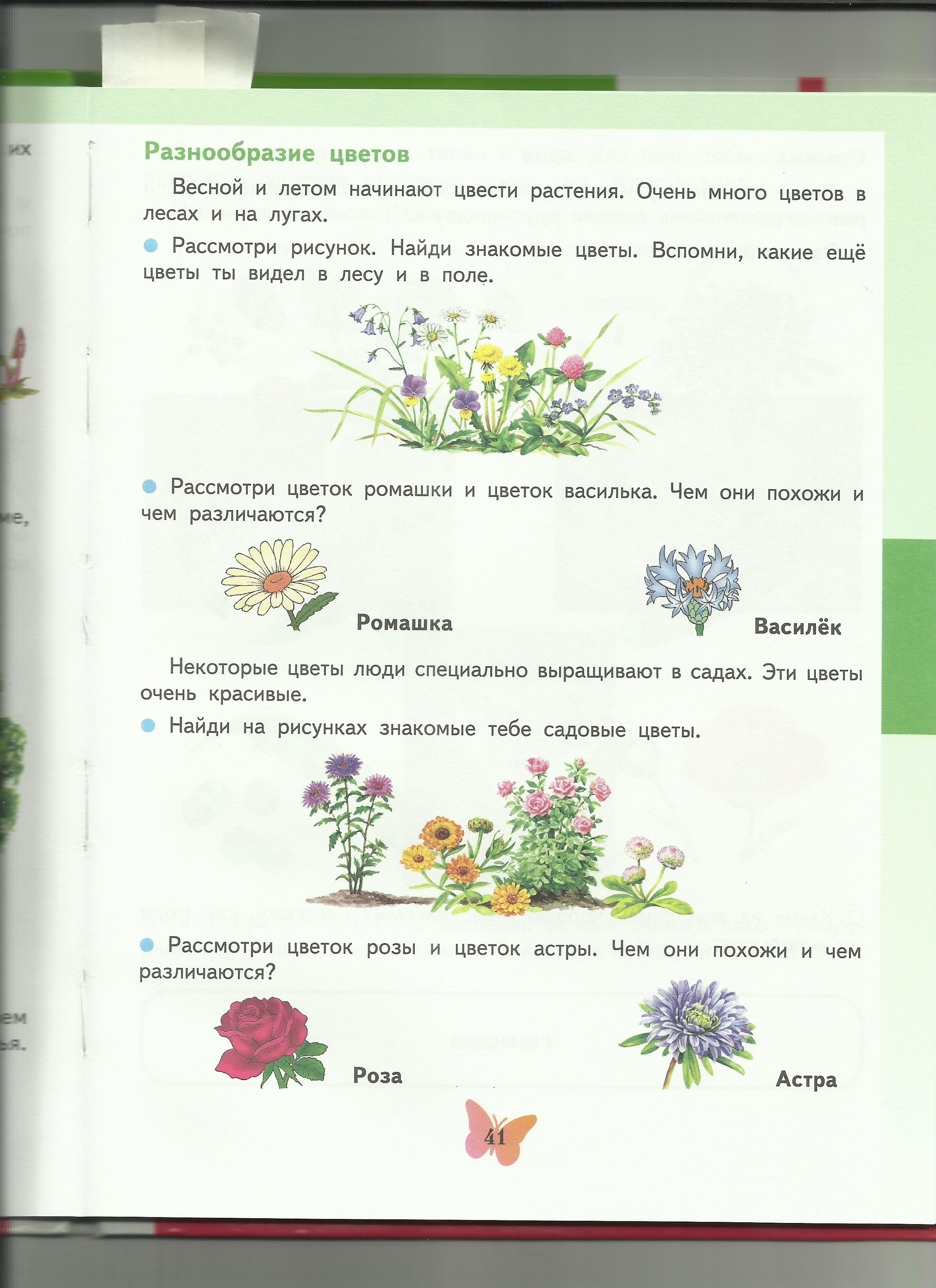 Рабочая тетрадь по курсу Мир растенийдля 8 класса школы 8 вида спецкласс