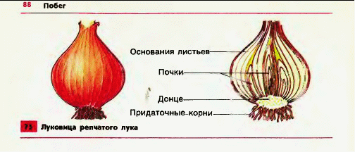 Видоизмененные листья у луковицы