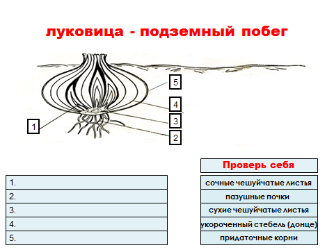 Урок по биологии Видоизменения подземных побегов (6 класс)