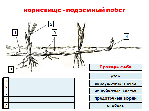 Урок по биологии Видоизменения подземных побегов (6 класс)