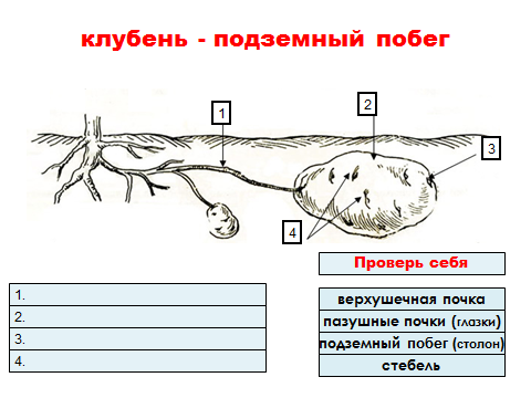 Урок по биологии Видоизменения подземных побегов (6 класс)