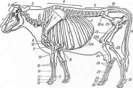 Лекции по анатомии сельхоз животных №2