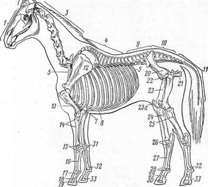 Лекции по анатомии сельхоз животных №2