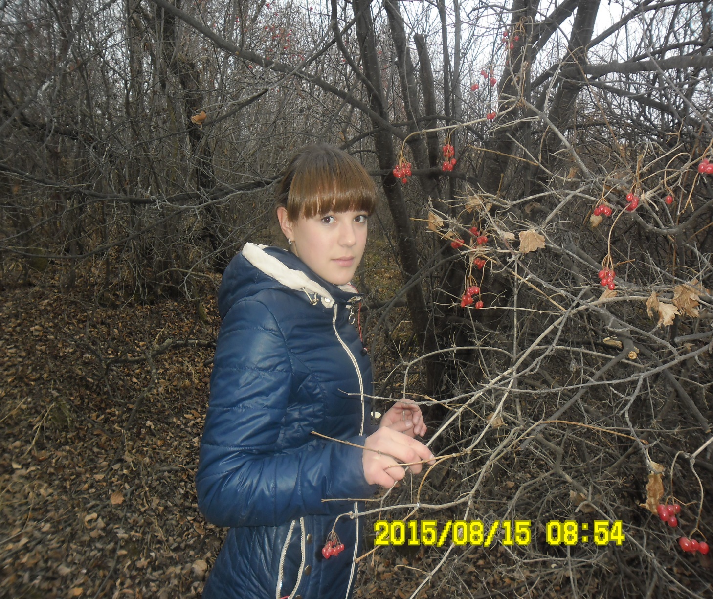 Исследовательская работа Редкие растения Газимуро-Заводского района на примере Калины Сарджента