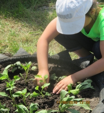Развитие сельскохозяйственных навыков у младших школьников в процессе изучения предмета «Технология»
