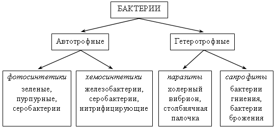 План-конспект урока по биологии №17