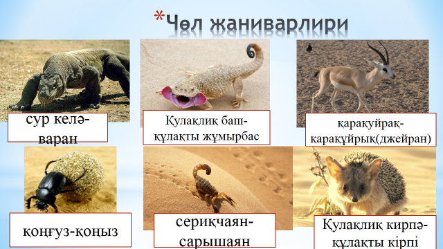 Урок по познанию мира Чөл өсүмлүклири билән жаниварлири 4 класс(на билингвальном основе уйгурский+казахский)