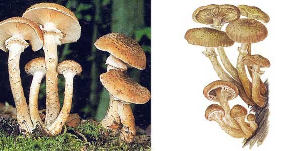 Урок по биологии для 5 класса Плесневые грибы и дрожжи