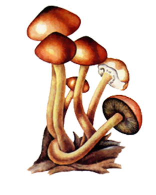 Урок по биологии для 5 класса Плесневые грибы и дрожжи