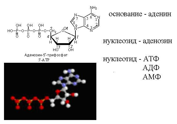 Учебно-методический комплекс по предмету Молекулярная биология, медицинская генетика тема Структурная организация нуклеиновых кислот. ДНК