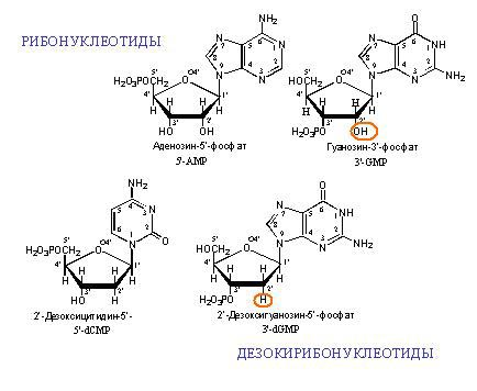 Учебно-методический комплекс по предмету Молекулярная биология, медицинская генетика тема Структурная организация нуклеиновых кислот. ДНК