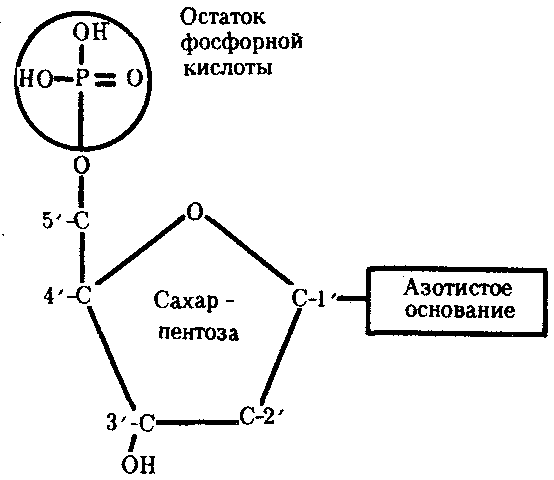 Учебно-методический комплекс по предмету Молекулярная биология, медицинская генетика тема Структурная организация нуклеиновых кислот. ДНК