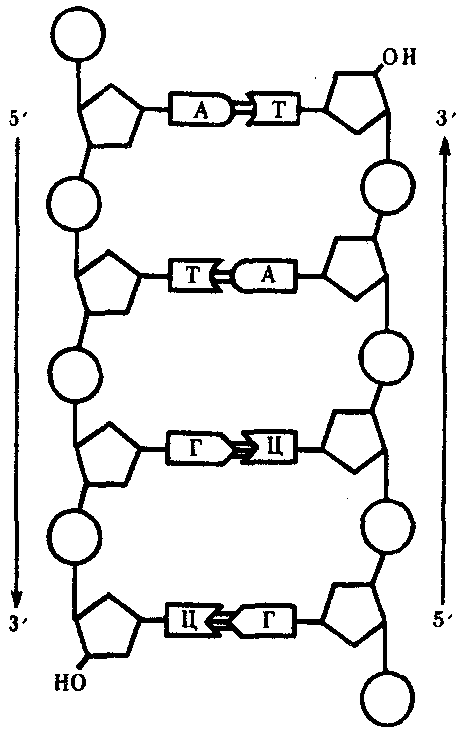 Схема строения молекулы днк